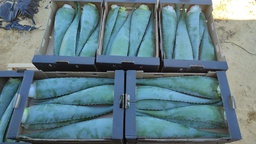 Cajas de hojas Aloe Vera
