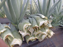 Hojas de Aloe Vera
