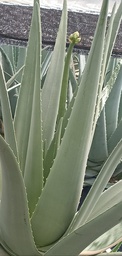 Plantas Aloe Vera